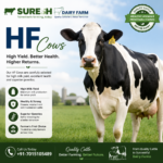 HF Cows