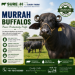 Murrah Buffalos